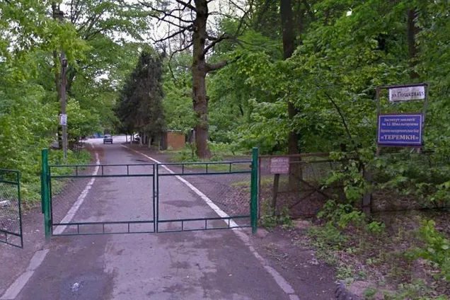 "Малоцінна рослинність": у Києві хочуть вирубати прадавній ліс під забудову