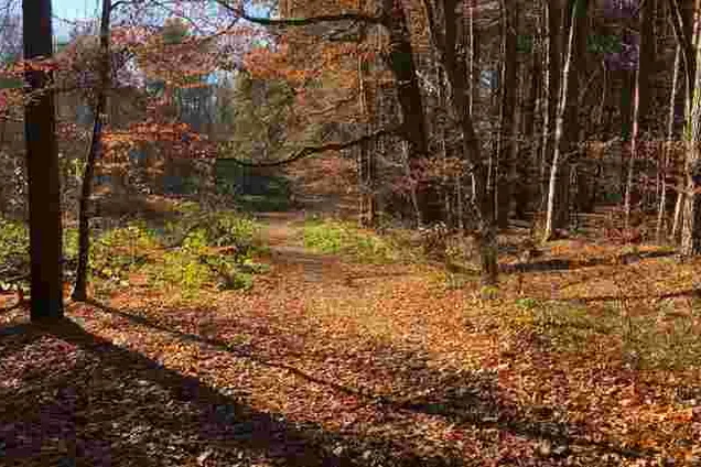 Компания из орбиты "Интергал-буд" планирует уничтожить более 14 га леса под Львовом